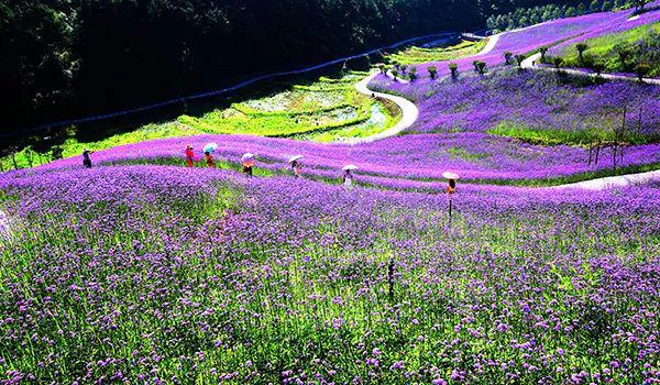 日本 旅游 软件_日本旅游攻略软件_旅游日本软件推荐