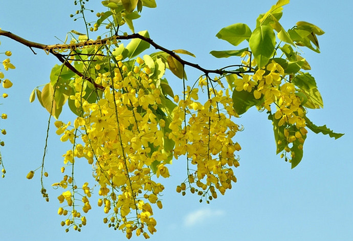 cassia fistula_cassia fistula_cassia fistula