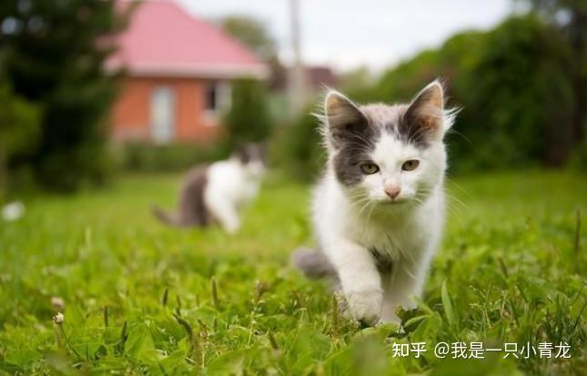 菲普莱中考跳绳在哪卖_中考跳绳菲普莱图片_中考跳绳购买