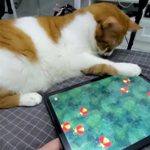 逗猫咪的游戏,猫咪互动游戏欢乐时光